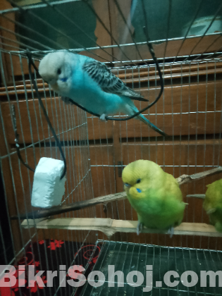 রানিং বাজিগার খাঁচা সহ